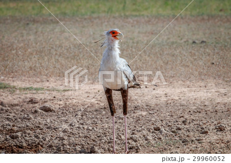 Secretary bird standing in the mud. 29960052