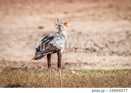 Secretary bird in the grass. Secretary bird in the grass. 29960077