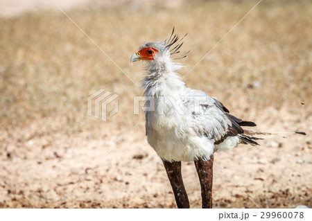 Secretary bird in the grass. Secretary bird in the grass. 29960078