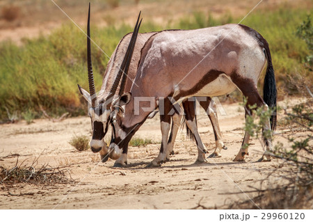 Two Gemsbok playing. Two Gemsbok playing. 29960120
