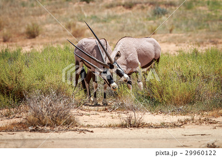 Two Gemsbok playing. 29960122