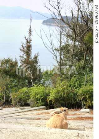 うさぎ島 うさぎ島 29960793