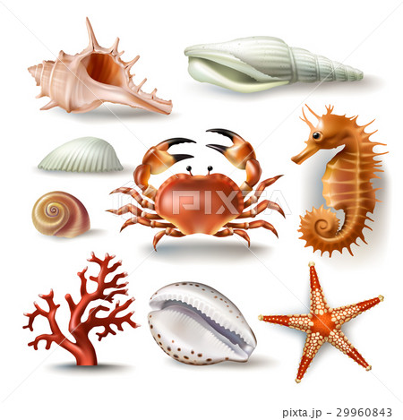 Set of vector illustrations seashells, coral, crab 29960843