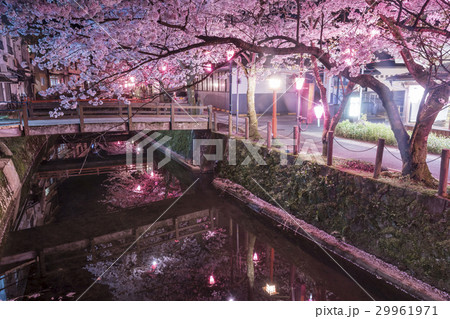 城崎温泉の桜 29961971