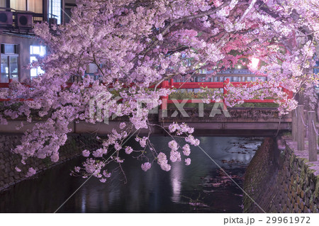 城崎温泉の桜 29961972