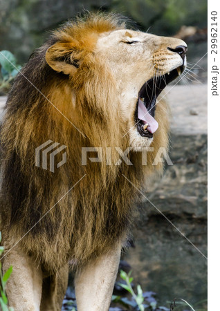 Portrait of a male Lion yawning Portrait of a male Lion yawning 29962140