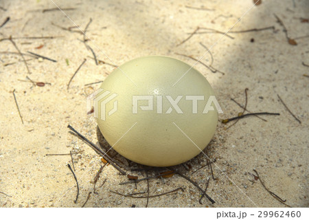 Egg of ostrich 29962460