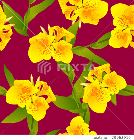 Yellow Canna indica - Canna lily, Indian Shot  29962910