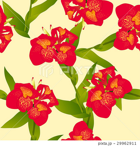 Red Canna Indica Canna Lily Indian Shot のイラスト素材