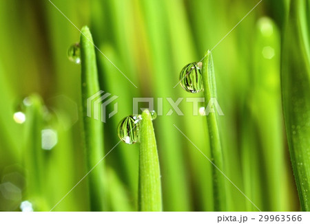 Extreme Macro of Growing Wet Wheat Grass  29963566