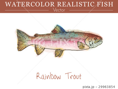 Hand painted watercolor edible fish. Vector design Hand painted watercolor edible fish. Vector design 29963854