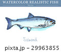 Hand painted watercolor edible fish. Vector design 29963855