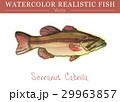 Hand painted watercolor edible fish. Vector design 29963857
