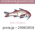 Hand painted watercolor edible fish. Vector design 29963858