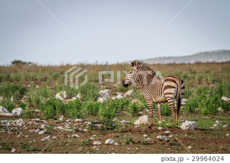 Side profile of a Zebra. Side profile of a Zebra. 29964024