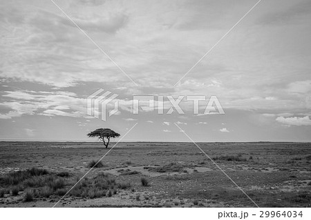 Lonely tree in Etosha in black and white. 29964034