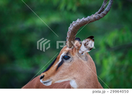 Side profile of a male Black-faced impala. Side profile of a male Black-faced impala. 29964050