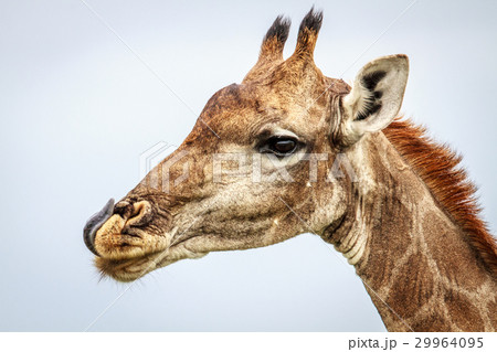 Side profile of a Giraffe. Side profile of a Giraffe. 29964095