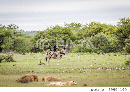 Pride of Lions resting in front of a zebra. Pride of Lions resting in front of a zebra. 29964140