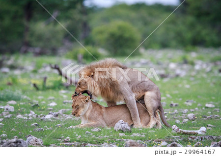 Mating pair of Lions. Mating pair of Lions. 29964167