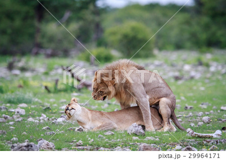 Mating pair of Lions. Mating pair of Lions. 29964171
