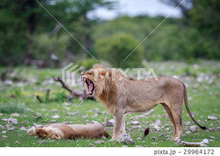 Male Lion doing a flehmen grimace. Male Lion doing a flehmen grimace. 29964172