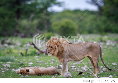 Lion mating couple laying in the grass. 29964175