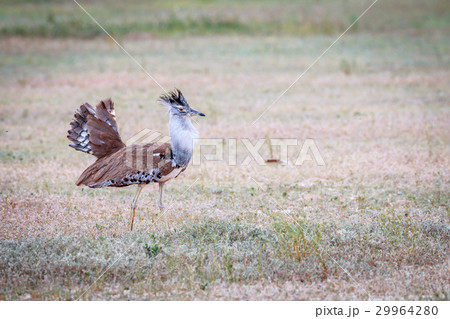 Kori bustard displaying in the grass. 29964280