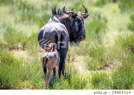 Blue wildebeest with a calf. Blue wildebeest with a calf. 29964324