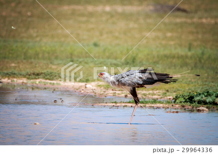 Secretary bird in the water. Secretary bird in the water. 29964336