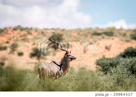 Kudu standing in the grass. 29964337