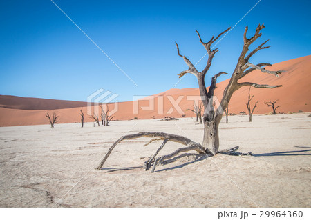 Dead tree in Sossusvlei desert. 29964360