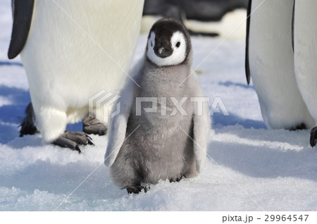Emperor Penguin chicks in Antarctica Emperor Penguin chicks in Antarctica 29964547