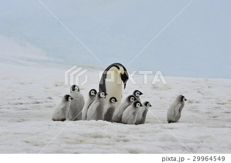 Emperor Penguins with chicks 29964549