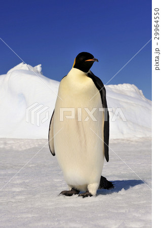 Emperor Penguin on the snow Emperor Penguin on the snow 29964550