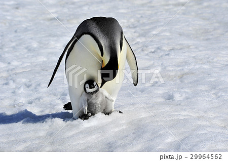 Emperor Penguin with chick Emperor Penguin with chick 29964562