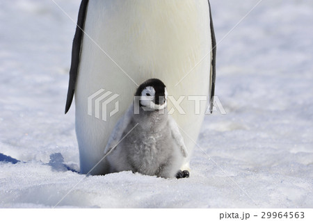 Emperor Penguin with chick 29964563