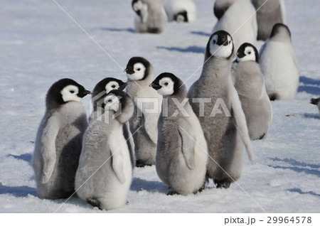 Emperor Penguin chicks in Antarctica 29964578