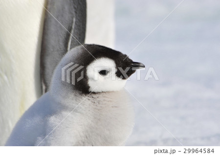 Emperor Penguin chicks in Antarctica Emperor Penguin chicks in Antarctica 29964584