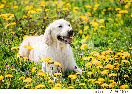 Funny Young Happy Labrador Retriever Sitting In 29964658