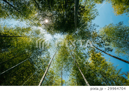 Spring Sun Shining Through Canopy Of Tall Trees 29964704