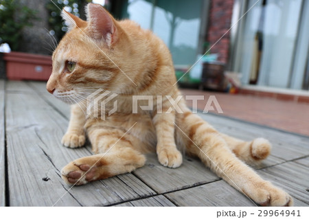 猫 ねこ ネコ 29964941