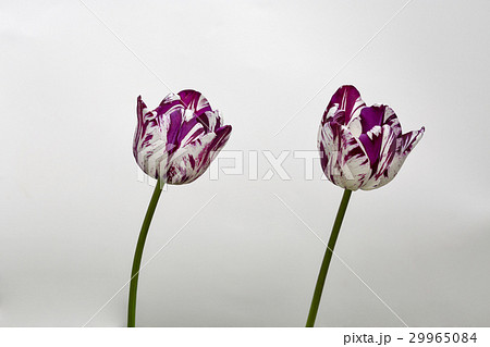 Beautiful stripped violet white tulipscloseup Beautiful stripped violet white tulipscloseup 29965084