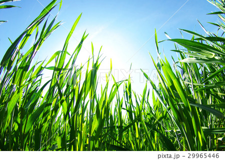 grass and clouds grass and clouds 29965446