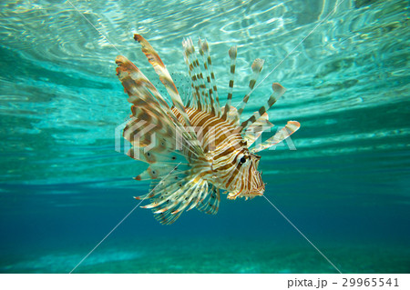 Lion fish Lion fish 29965541