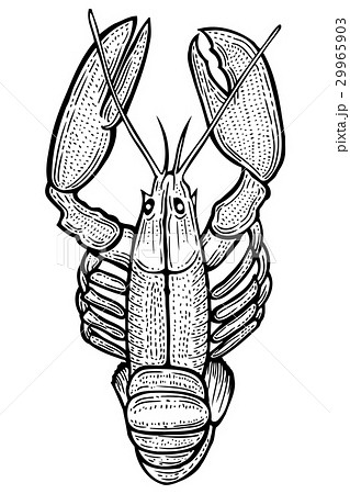 Lobster hand drawn Lobster hand drawn 29965903