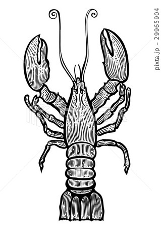 Lobster hand drawn Lobster hand drawn 29965904