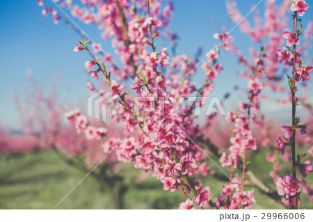 Garden of pink peach flowers 29966006