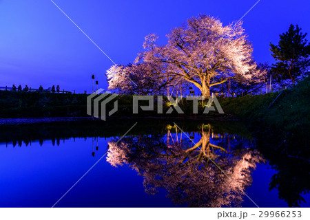 浅井の一本桜 浅井の一本桜 29966253