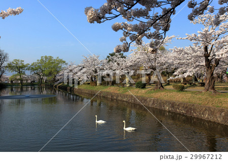 鶴岡公園　お堀 29967212